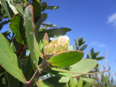 Protea mundii