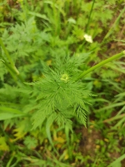 Cnidium monnieri