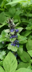 Ajuga reptans