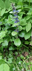 Ajuga reptans