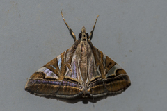 Agrioglypta itysalis
