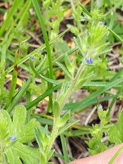 Veronica verna