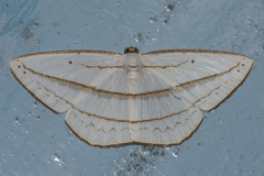 Orthocabera ocernaria