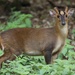 Reeves's Muntjac - Photo (c) instead, some rights reserved (CC BY-NC)