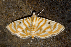 Notarcha tigrina