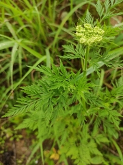 Cnidium monnieri