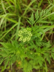 Cnidium monnieri