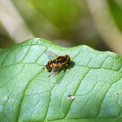 Parhelophilus obsoletus