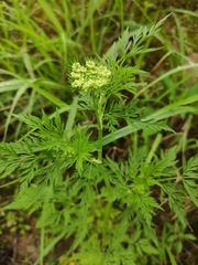 Cnidium monnieri