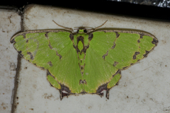 Agathia lycaenaria