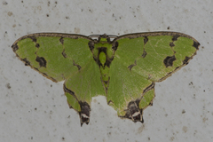 Agathia lycaenaria