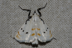 Brihaspa atrostigmella