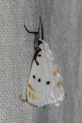 Brihaspa atrostigmella