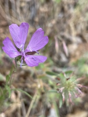 Clarkia biloba brandegeeae