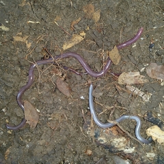 Puerto Rican Coastal Blindsnake photo 2