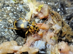 Pheropsophus jessoensis