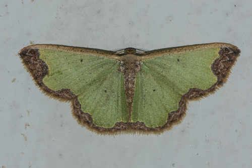 Zamarada eogenaria