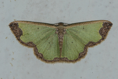 Zamarada eogenaria cosmiaria