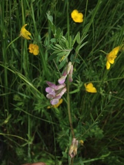 Vicia pannonica