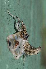 Leucinodes orbonalis