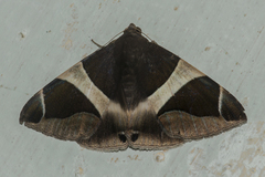 Bastilla