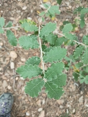 Quercus × cerrioides
