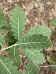 Quercus × cerrioides