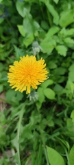 Taraxacum officinale