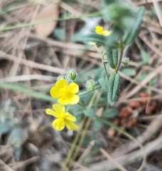 Helianthemum oelandicum
