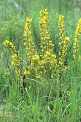 Chamaecytisus ruthenicus