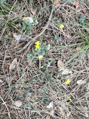 Helianthemum oelandicum