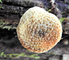 Cyptotrama chrysopepla