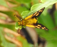 Metisella metis paris