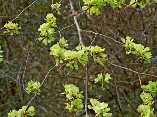 Image of Ulmus uyematsui by (c) Jacy Chen, some rights reserved (CC BY)