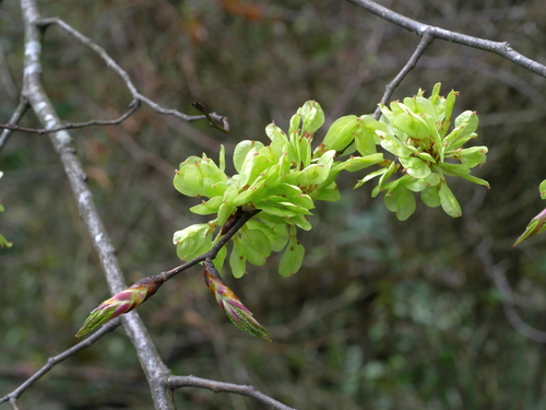 Image of Ulmus uyematsui by (c) Jacy Chen, some rights reserved (CC BY)