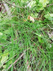 Carex remota