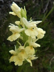 Dactylorhiza insularis