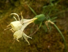 Narcissus triandrus pallidulus