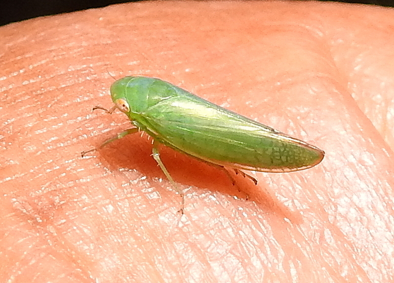Hypacostemma