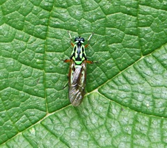 Raphiocera armata