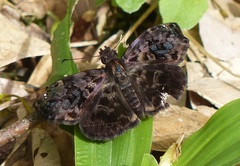 Gorgythion begga begga