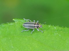 Eudiagogus maryae