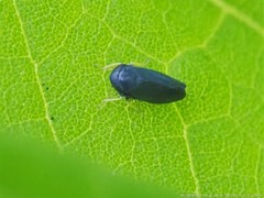 Limotettix anthracinus