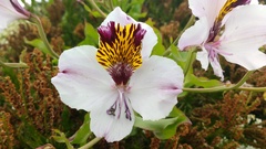 Alstroemeria magnifica