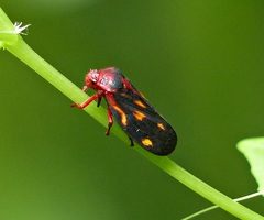 Mahanarva rubropicta