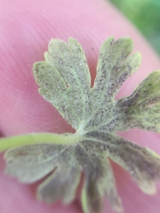 Peronospora conglomerata