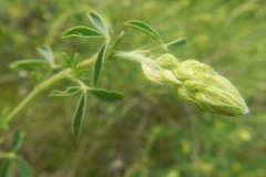 Adenocarpus complicatus