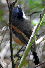 Batis capensis capensis