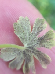 Peronospora conglomerata