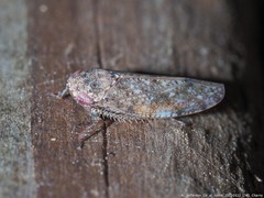 Paraphlepsius tennessus